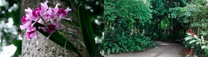Orchid Garden Santos