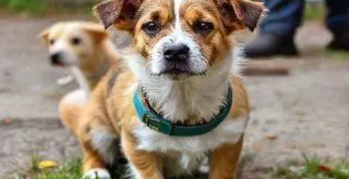 multas animais Santos SP