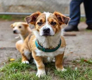 multas animais Santos SP