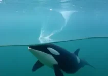 orcas no Parque Marinho de São Paulo