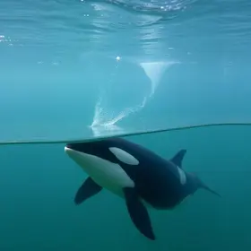 orcas no Parque Marinho de São Paulo