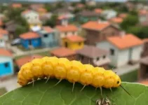 combate ao mosquito Aedes aegypti