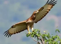 campanha sobre a presença de gaviões em Santos