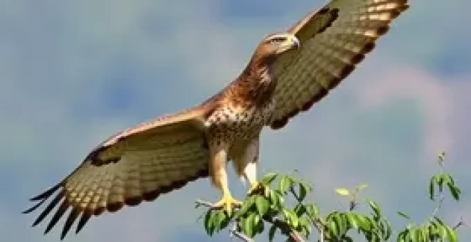 campanha sobre a presença de gaviões em Santos