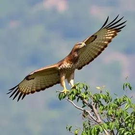 campanha sobre a presença de gaviões em Santos