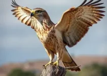 campanha de orientação sobre a incidência de gaviões