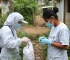avaliação das larvas do Aedes