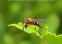 Aedes