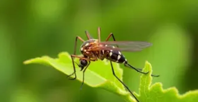 Aedes