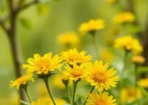 Julho Amarelo