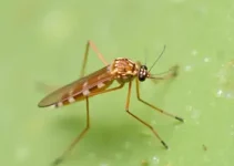 avaliação de larvas do Aedes