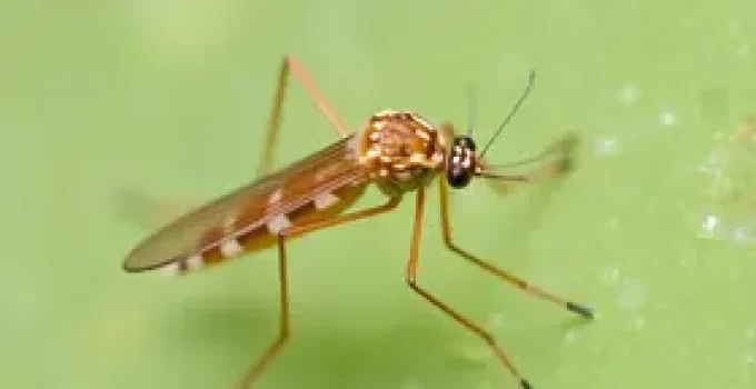 avaliação de larvas do Aedes