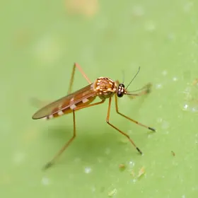 avaliação de larvas do Aedes