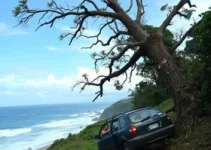 árvore cai sobre carro