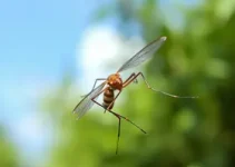 Mutirão contra o Aedes aegypti