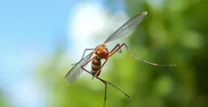 Mutirão contra o Aedes aegypti