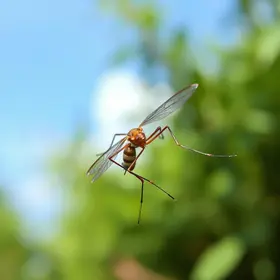 Mutirão contra o Aedes aegypti