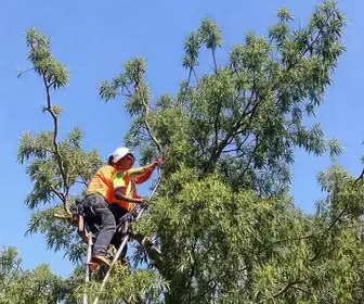 manejo arbóreo